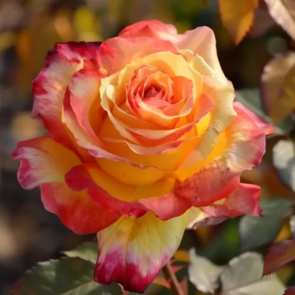 Ros 'Golden Orange Whirlwind' – barrotad