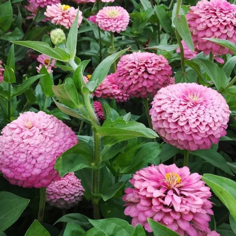 Zinnia 'Miss Willmott'