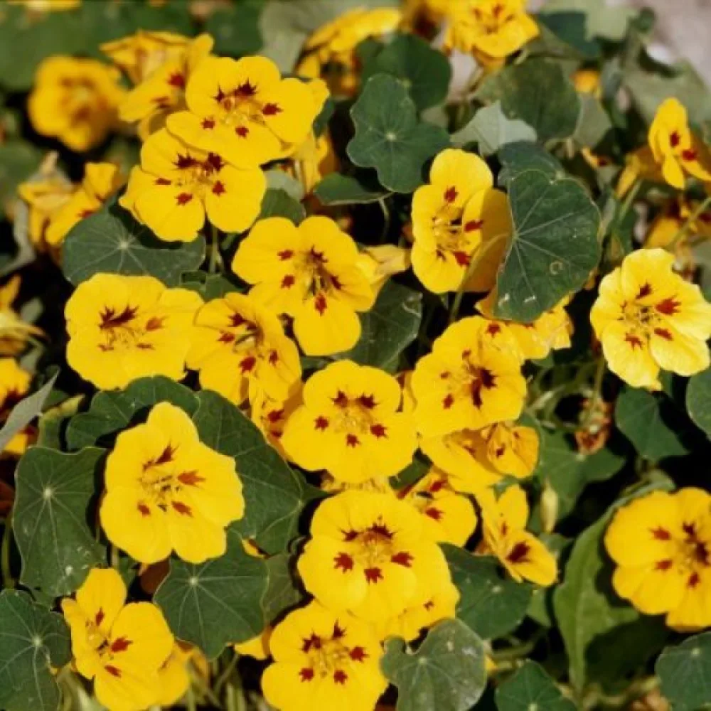Krasse 'Tip-Top Ladybird Yellow'