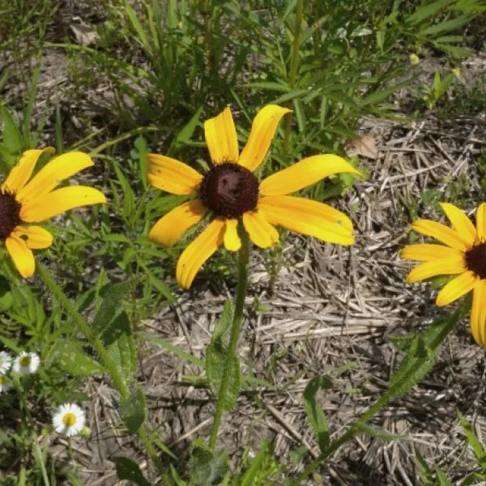 Sommarrudbeckia, vildform