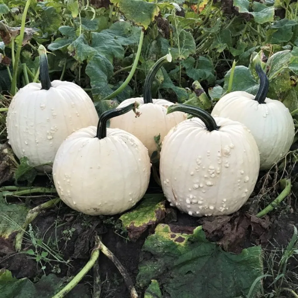 Pumpa 'Snowman'
