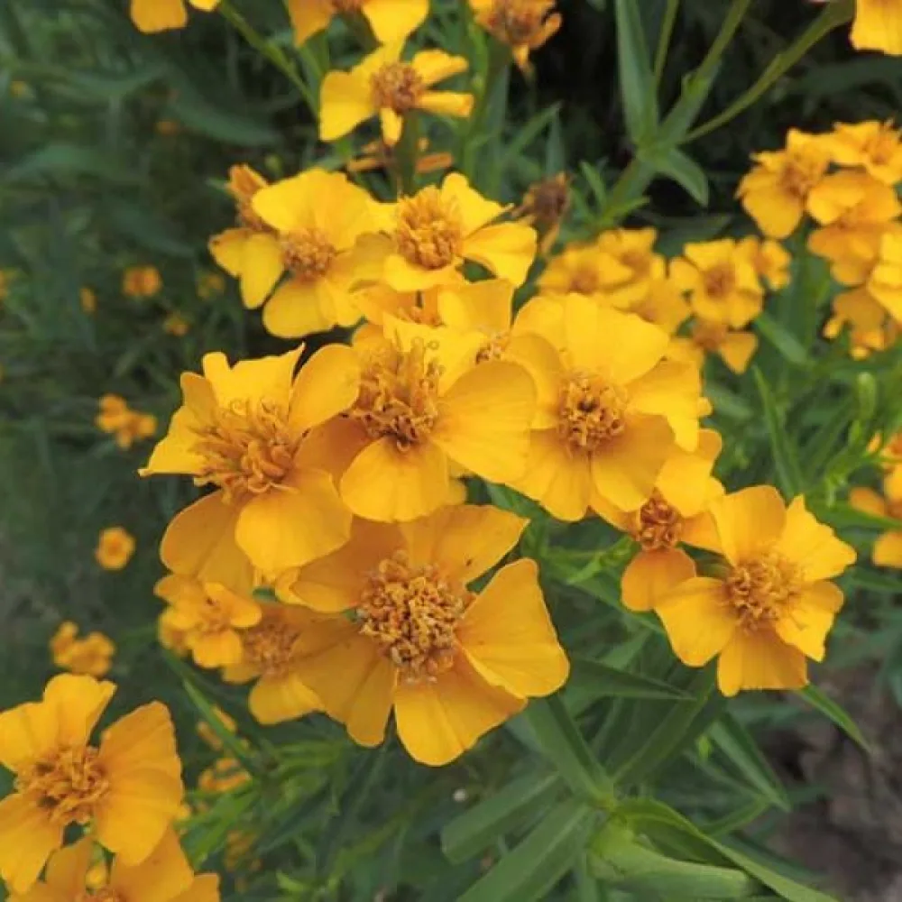 Mexikansk tagetes 'Orange Anise'