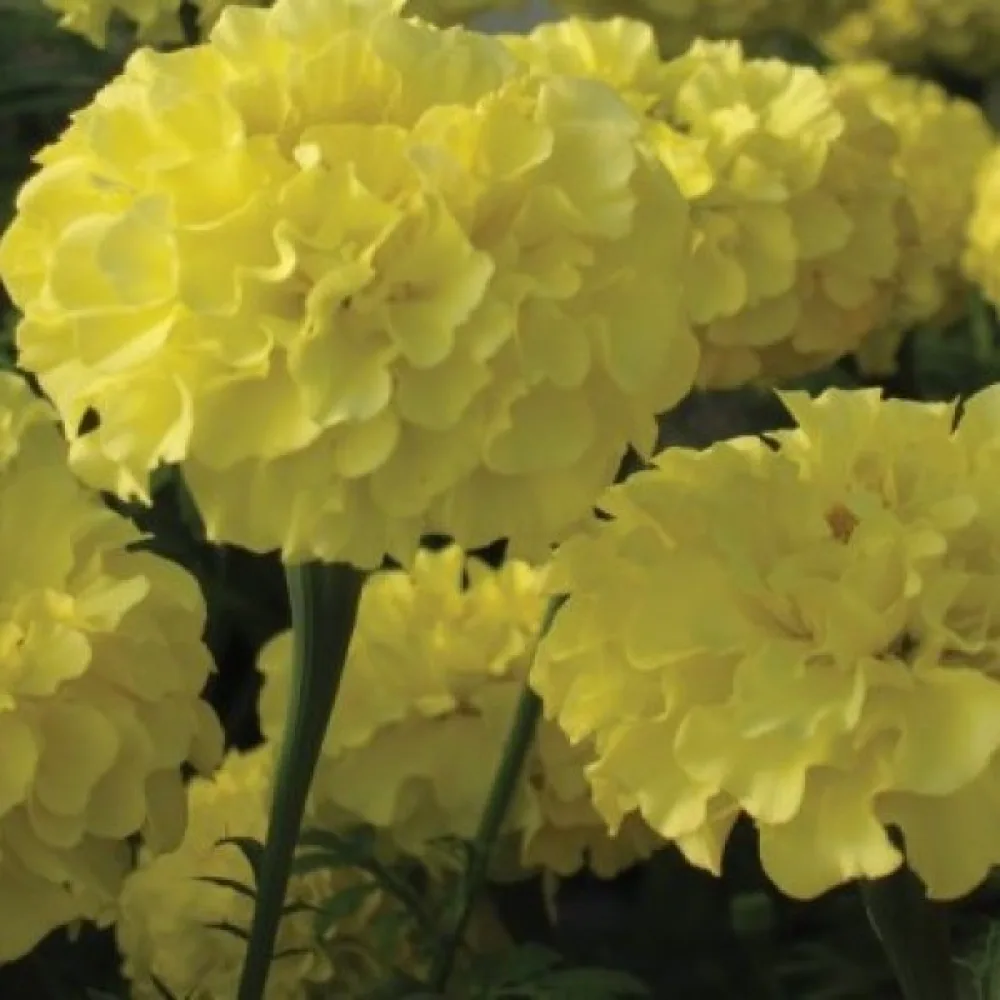 Afrikansk tagetes 'Man in the Moon'