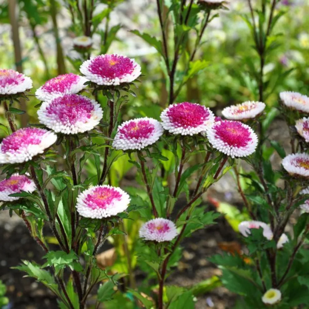 Sommaraster 'Hi-no-maru'