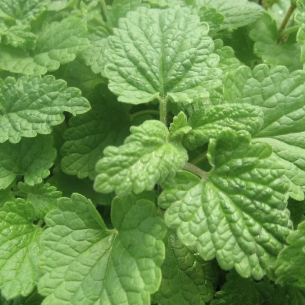 Citronkattmynta