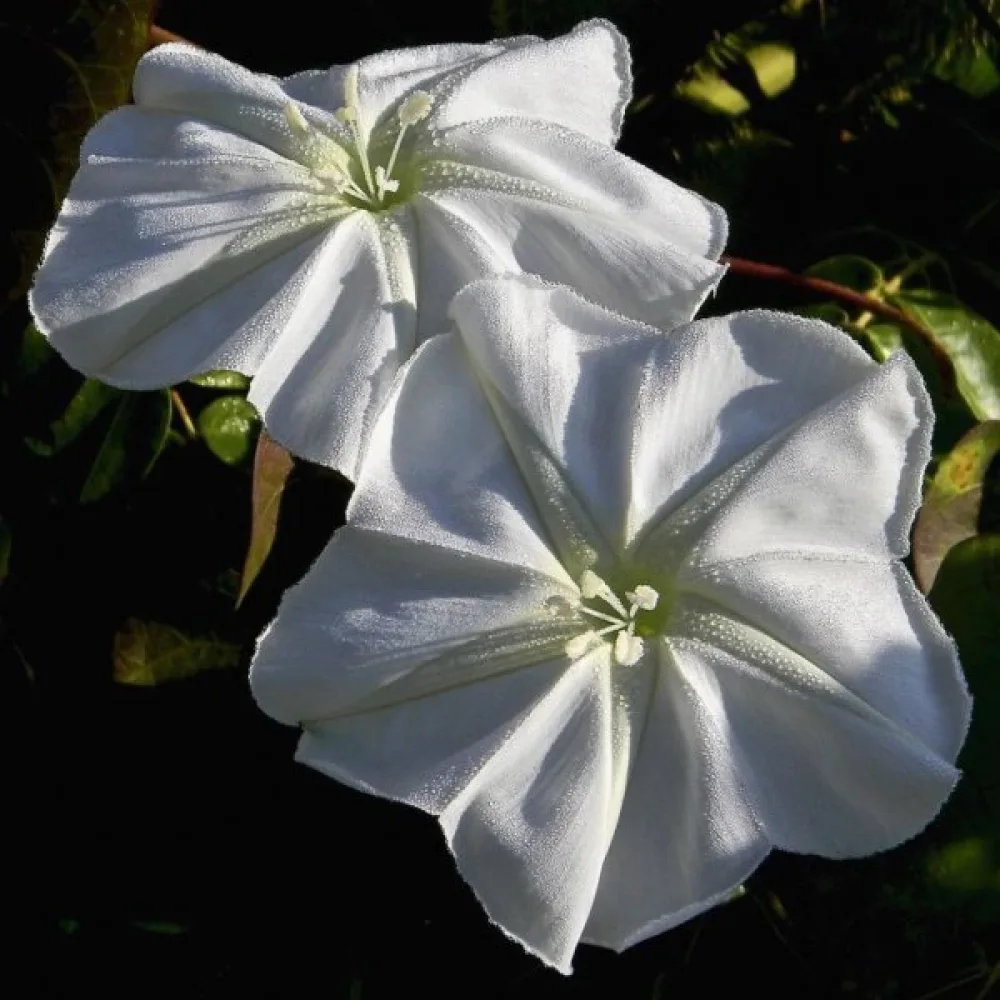 Blomman för dagen Ipomoea noctiflora – vit