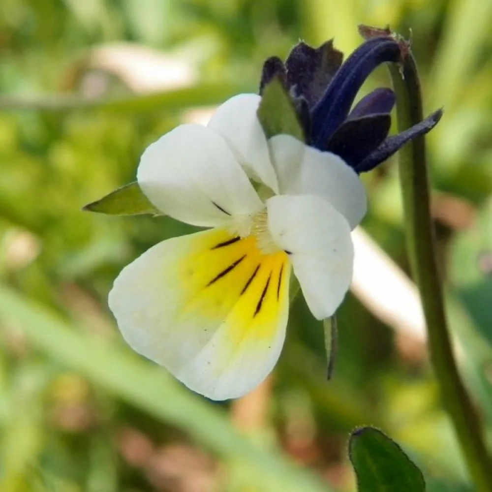 Åkerviol Viola arvensis