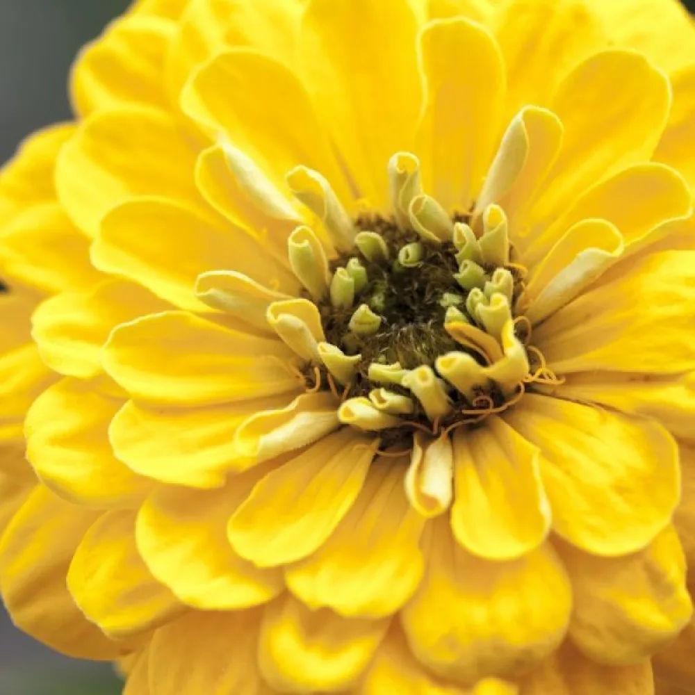 Zinnia 'Super Yoga Golden Yellow'