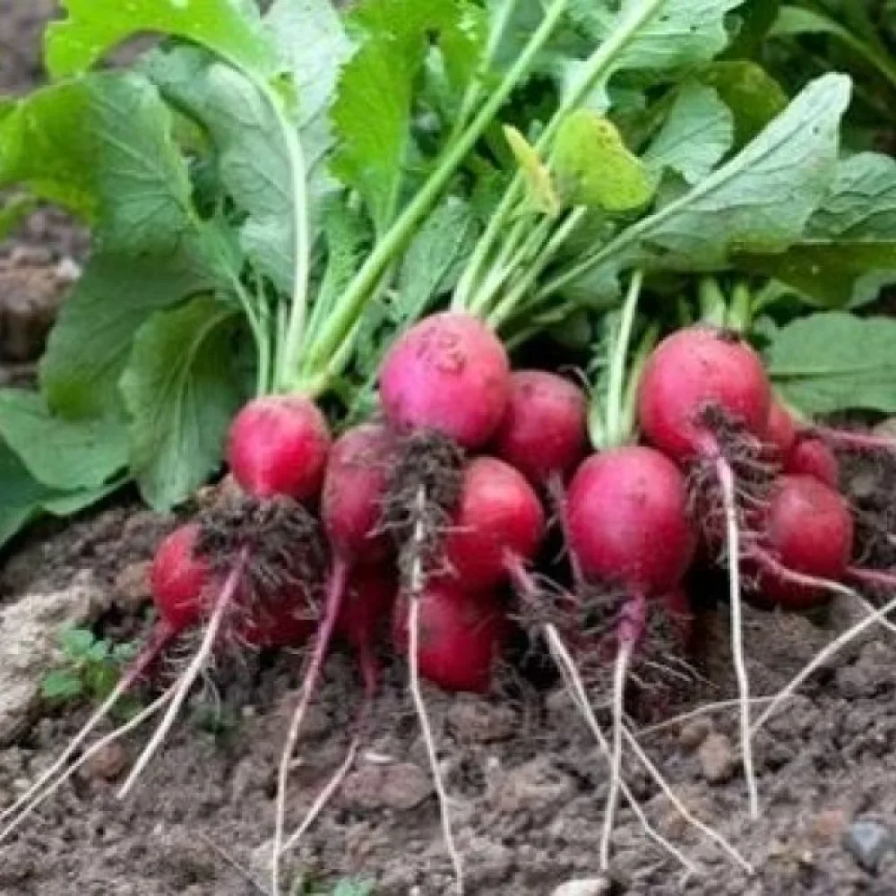 Rädisa 'Carmen'