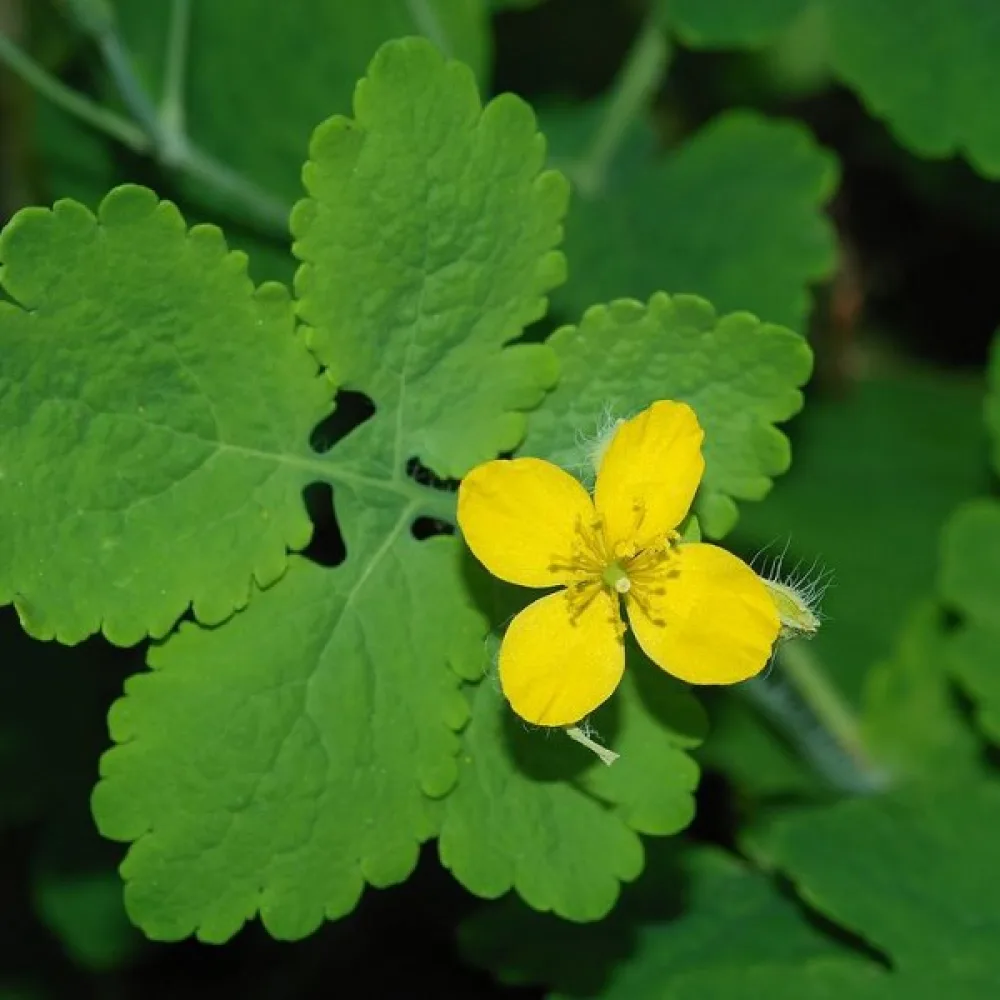 Skelört Chelidonium majus