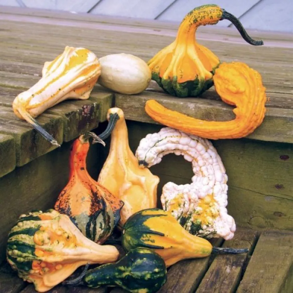 Pumpa 'Autumn Wings'