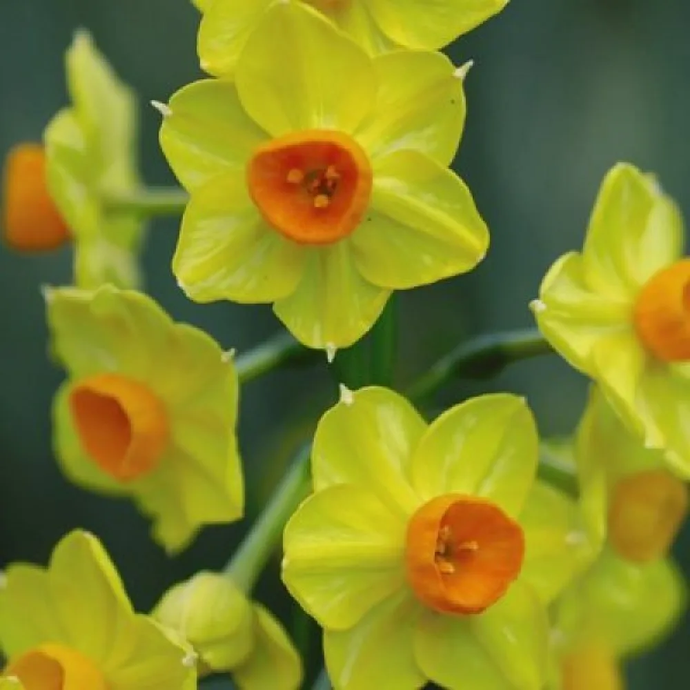 Narciss 'Cornish dawn'
