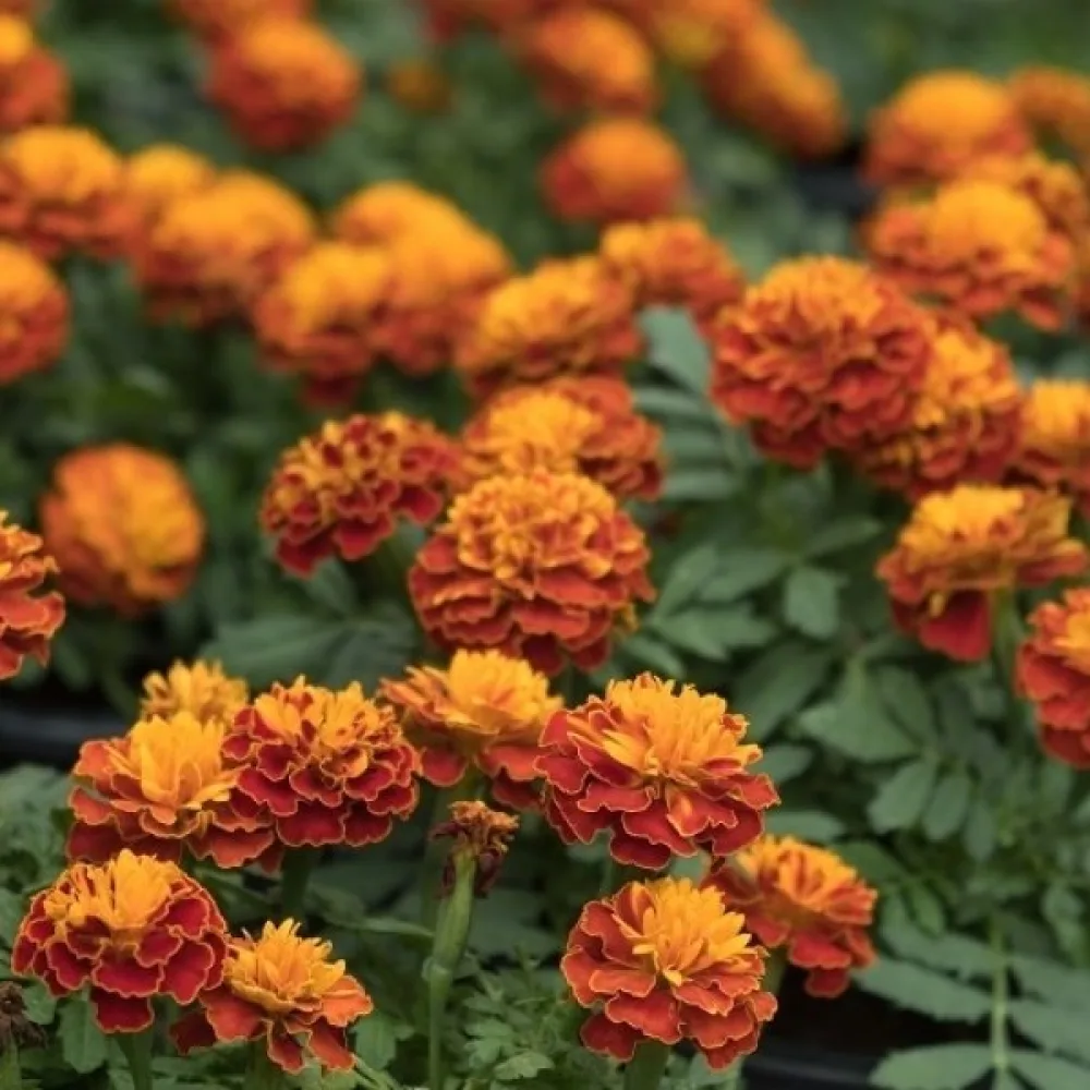 Fransk tagetes 'Boy Harmony'