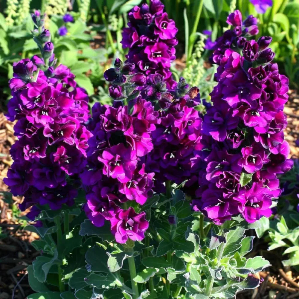 Låg lövkoja 'Exa', violett