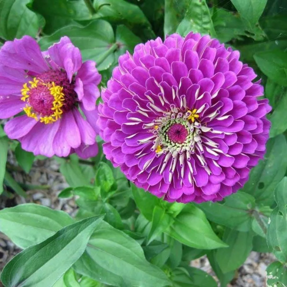 Zinnia 'Violet Queen'