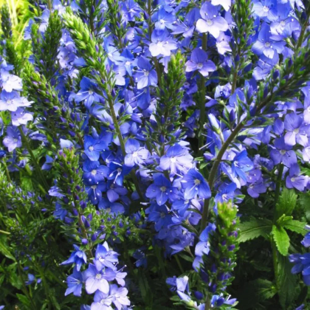 Axveronika 'Royal Blue'