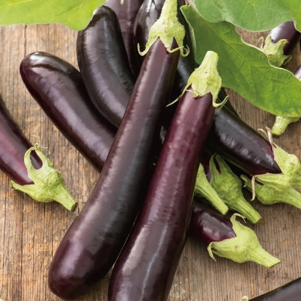 Aubergine 'Early Long Purple 3'