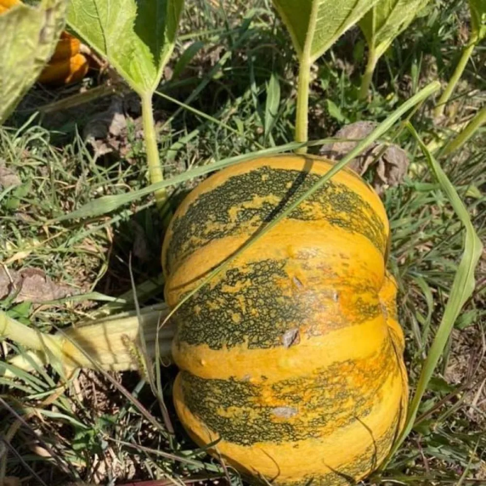Pumpa 'Tonda Padana'