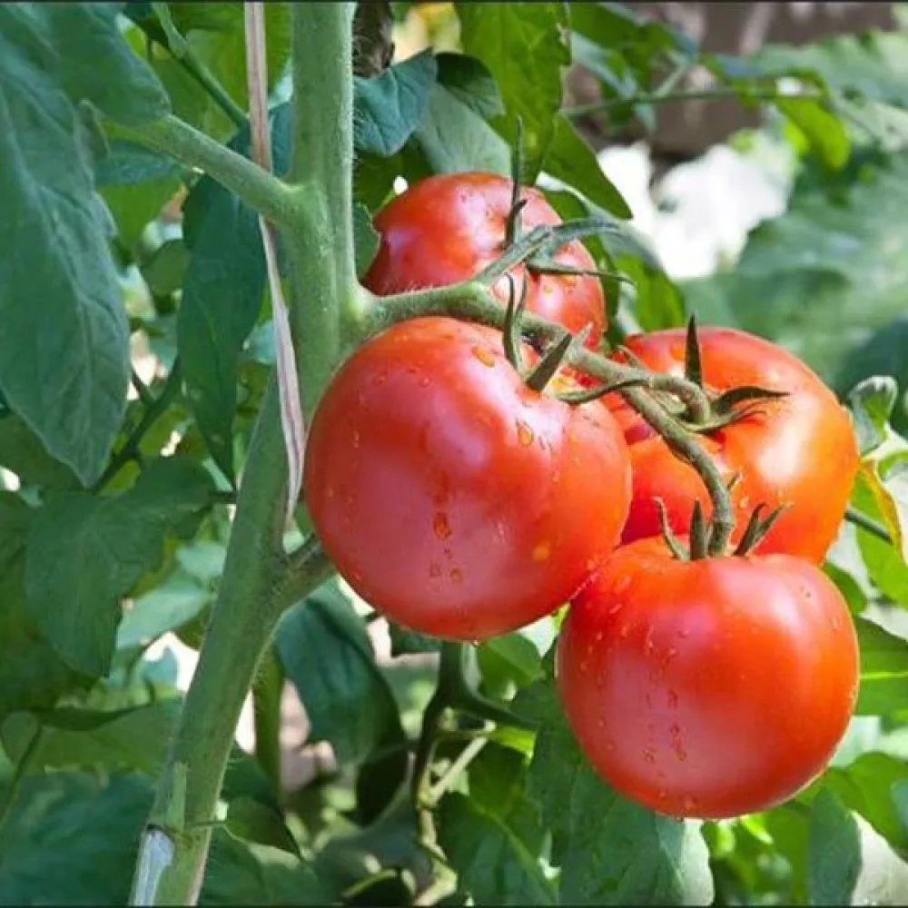 Tomat 'Floradade'