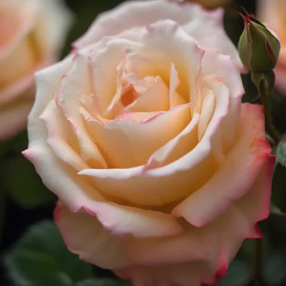 Ros 'Creamy Rays' – barrotad