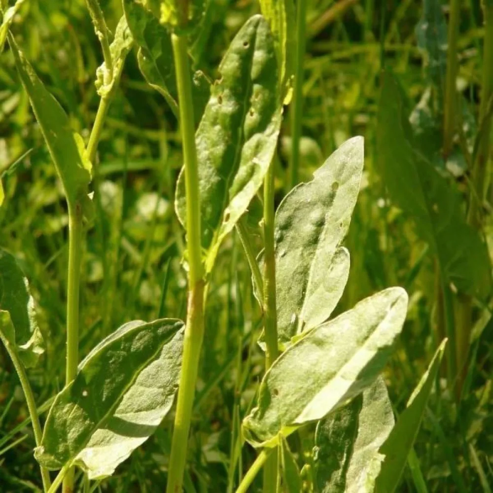 Ängssyra 'Belleville'