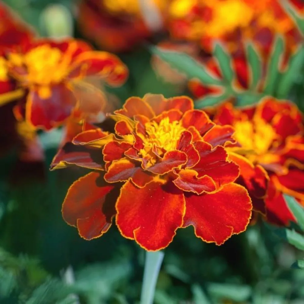 Fransk tagetes 'Boy Spry'