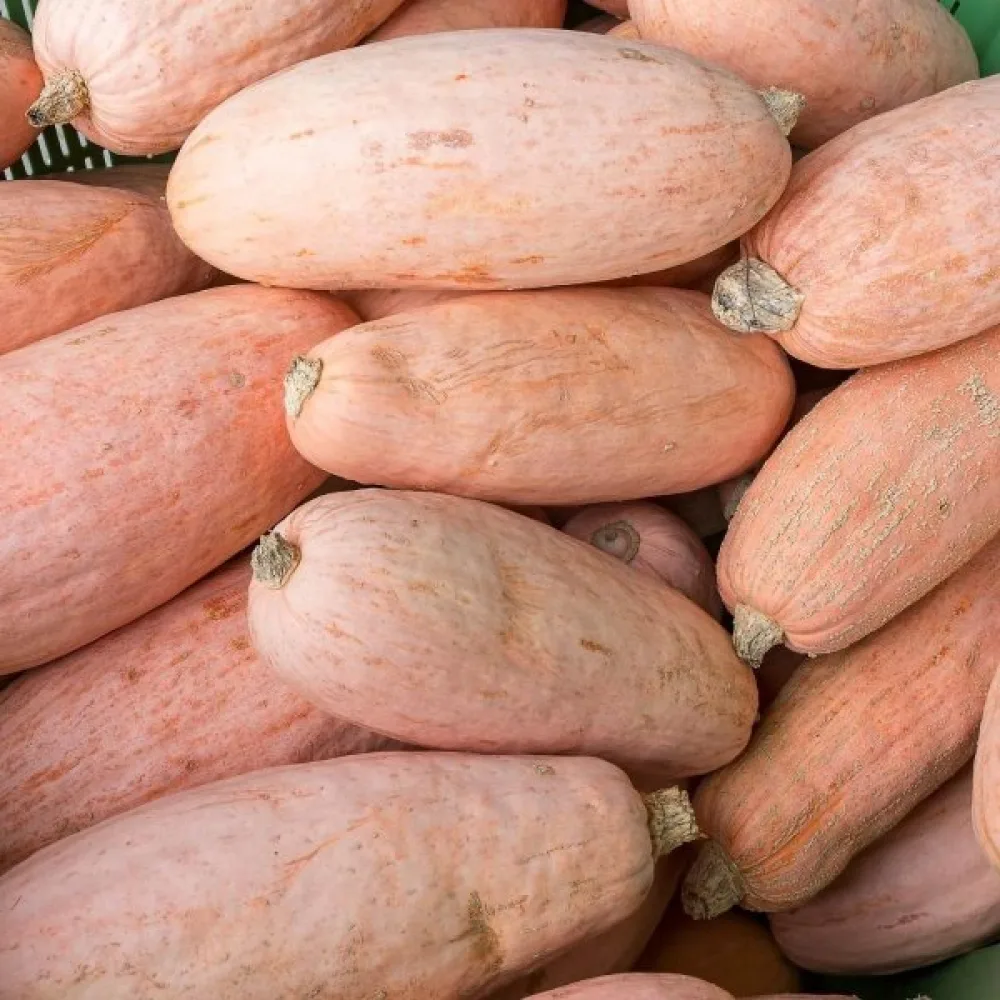 Pumpa 'Pink Banana Jumbo'