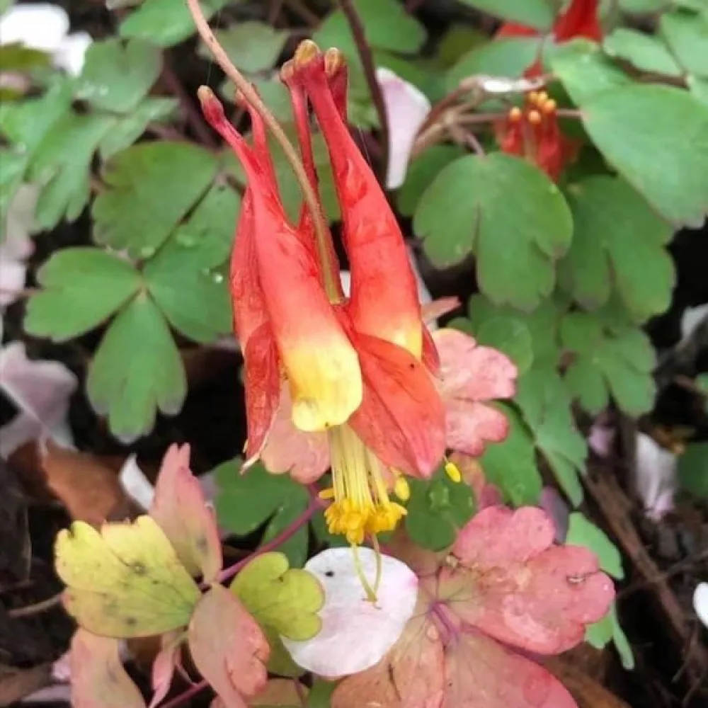 Akleja Aquilegia canadensis – rödgul