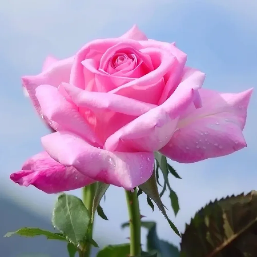 Ros 'Dream in Pink' – barrotad