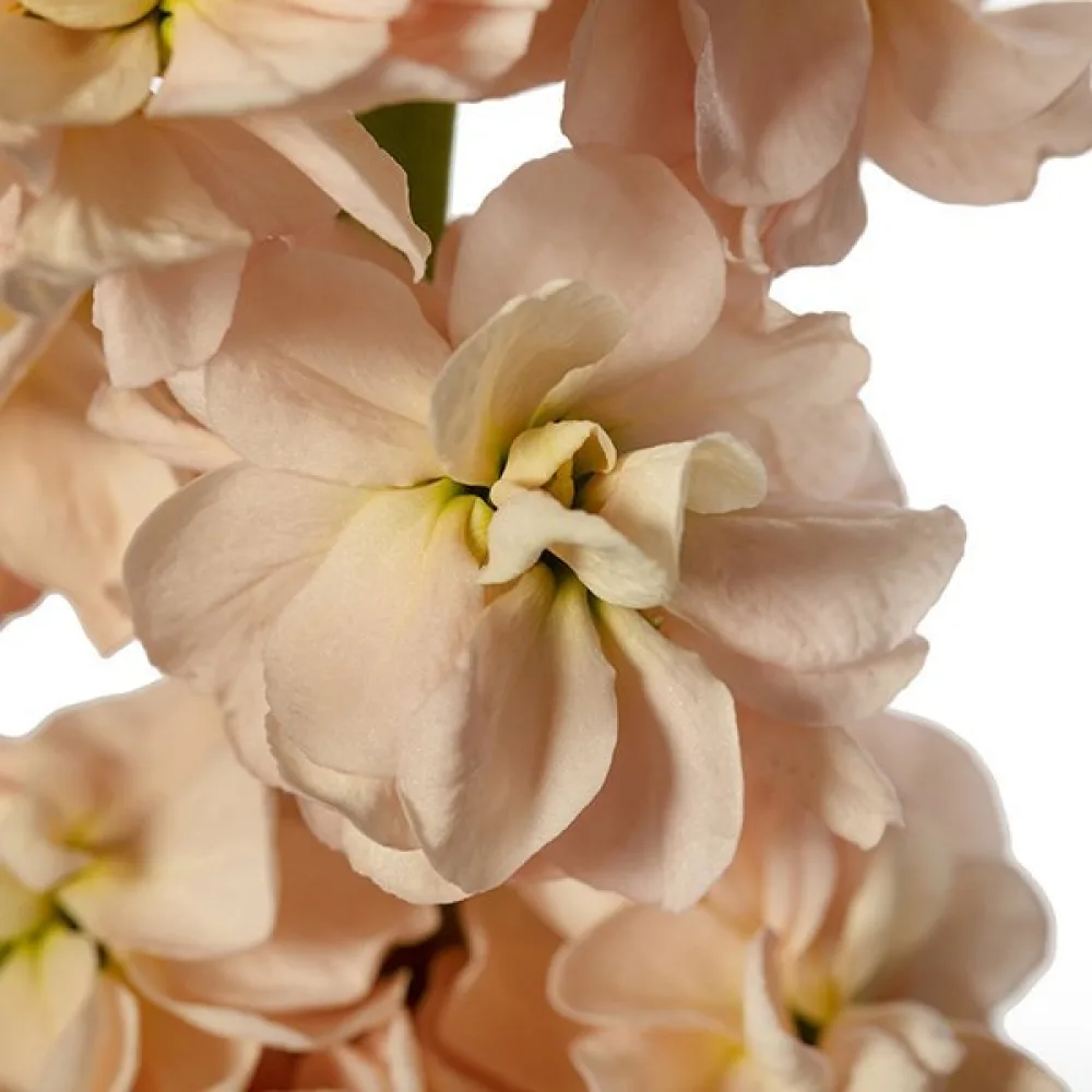 Lövkoja Matthiola incana, laxrosa