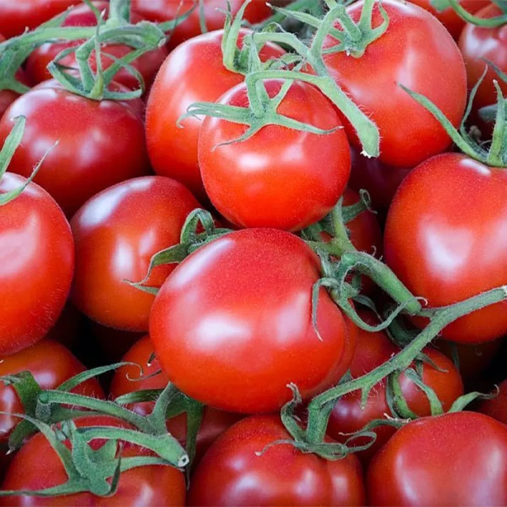 Körsbärstomat 'Gardener's Delight'