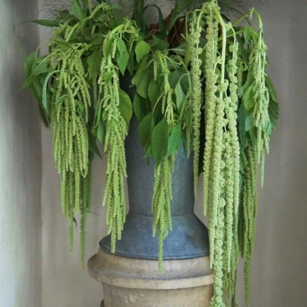 Rävsvansamarant 'Viridis'