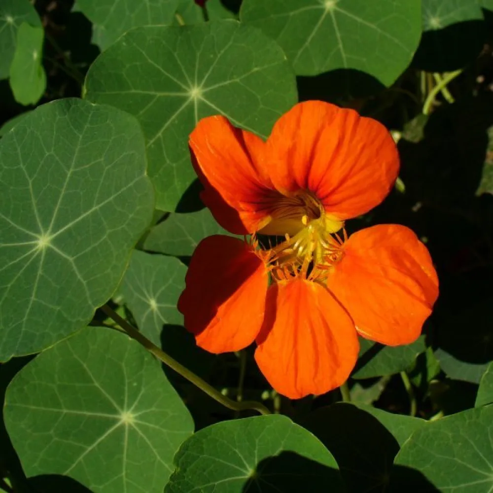 Krasse 'Tip-Top Orange'