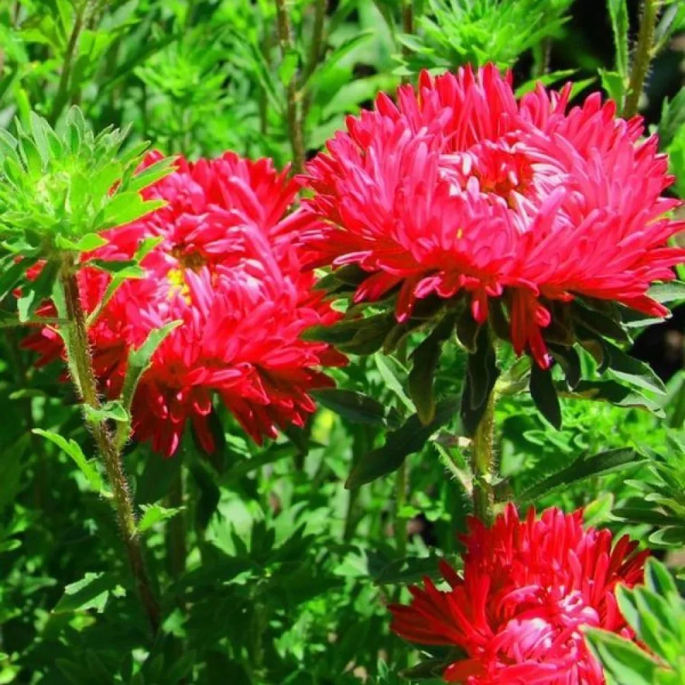 Sommaraster 'Bouquet' – röd