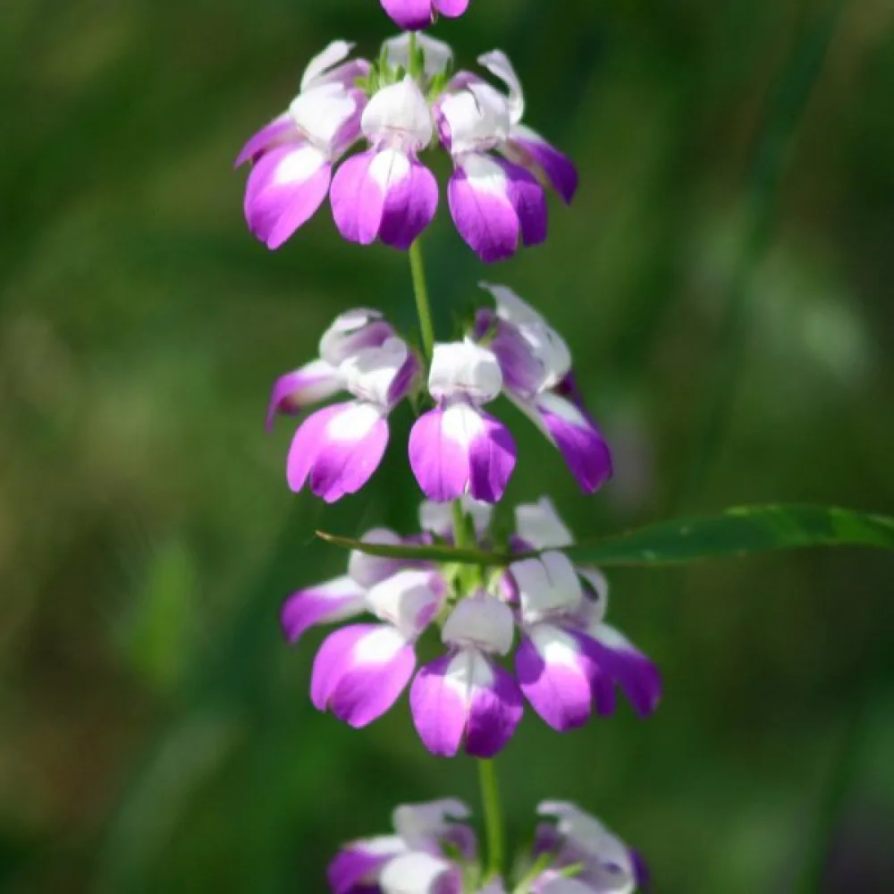 Collinsia, tvåfärgad