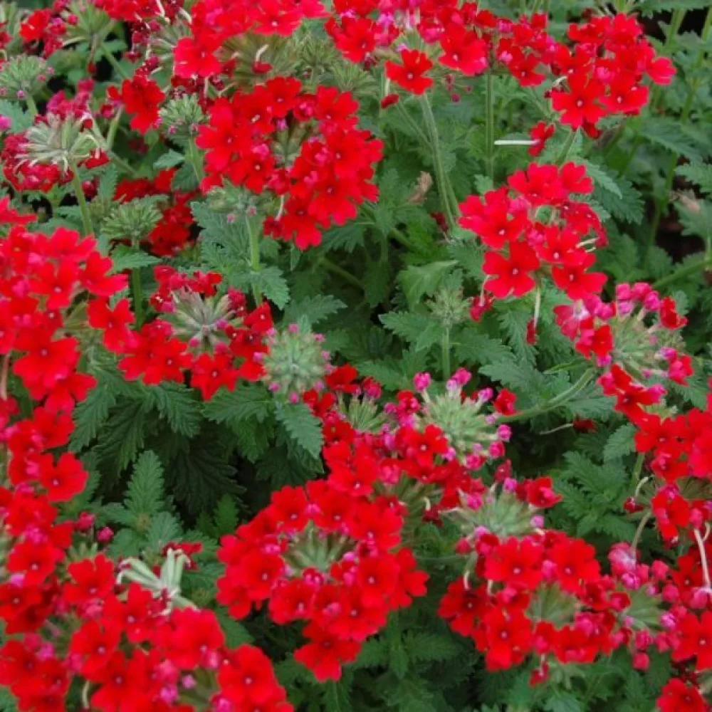 Verbena 'Luzifer'