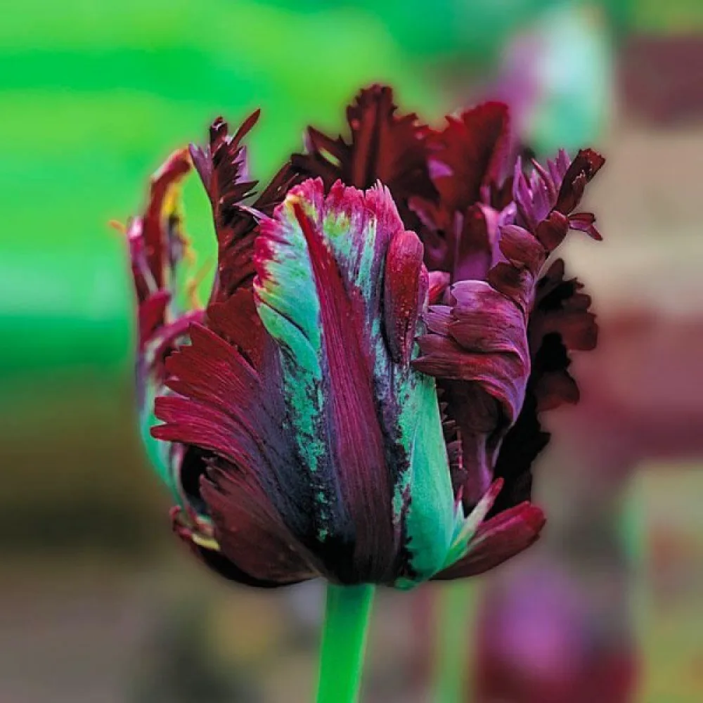 Tulpan 'Black Parrot'