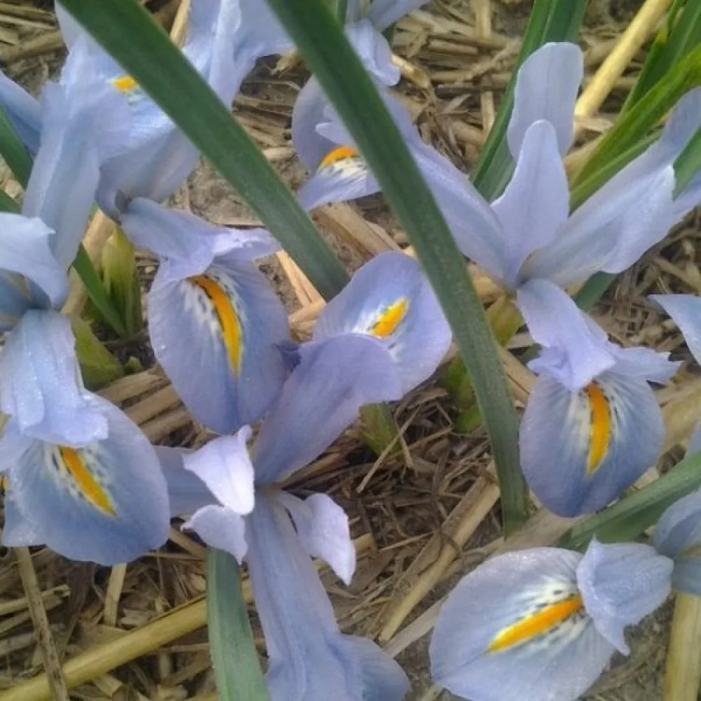 Iris 'BLUE PLANET'