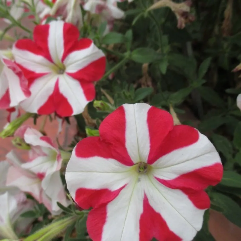 Petunia 'Stellaris' – röd