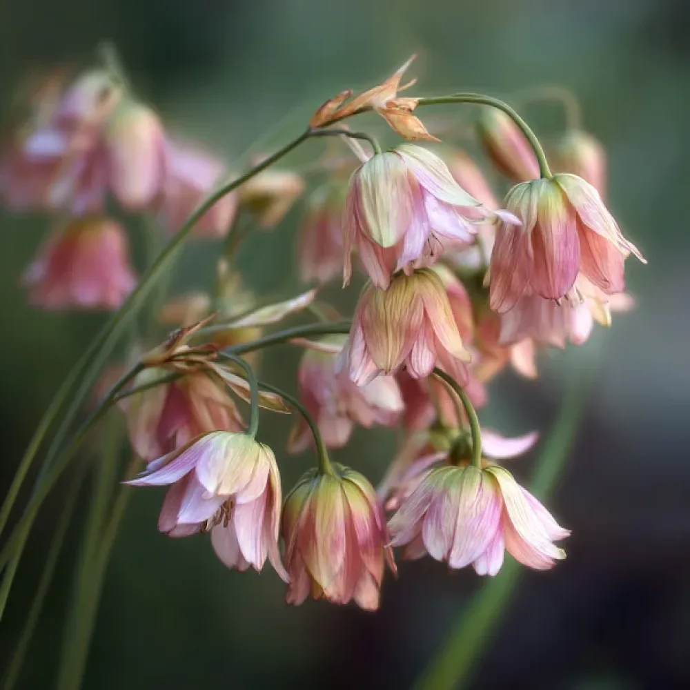 Klocklök Nectaroscordum siculum ssp. bulgaricum