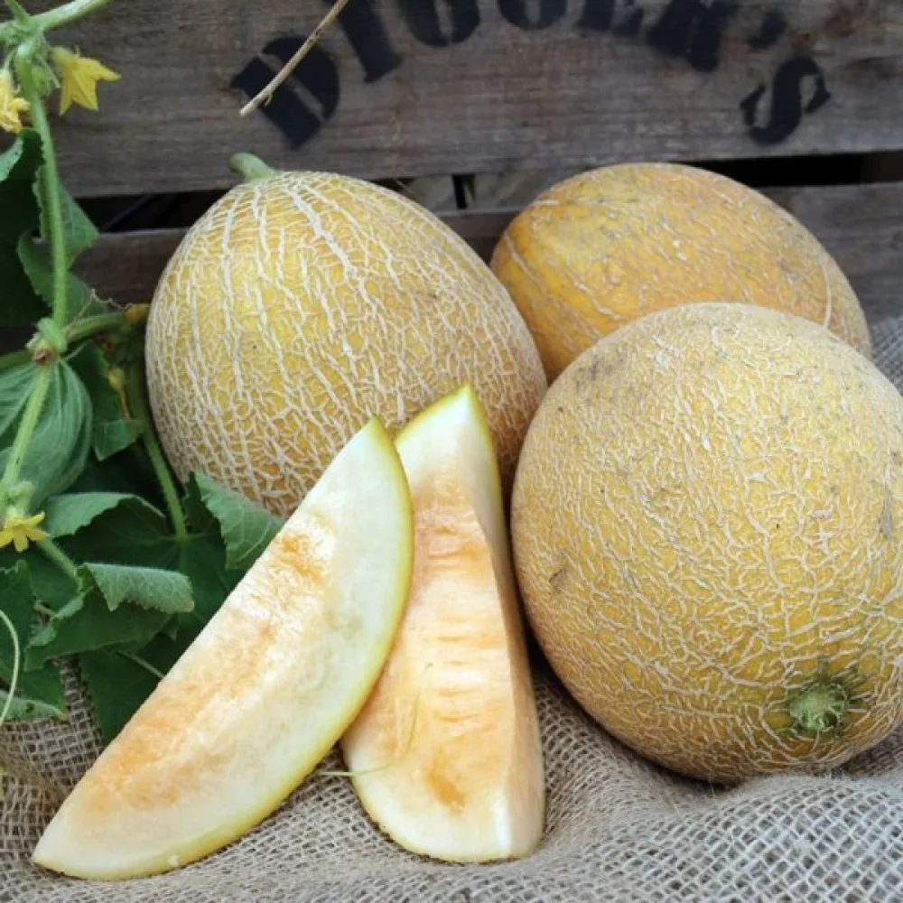 Melon 'Ananas'