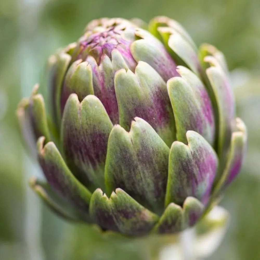 Kronärtskocka 'Violet de Provence'