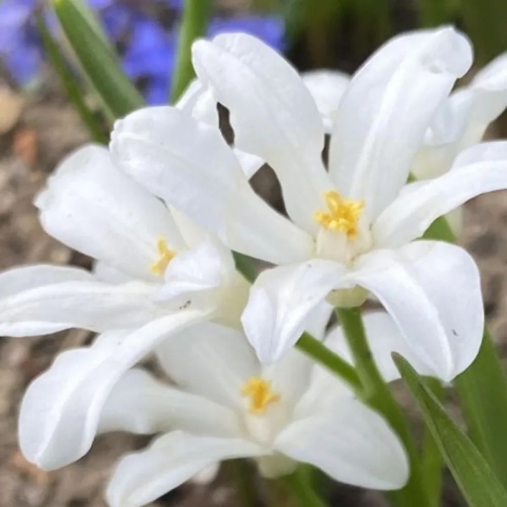 Vårstjärna 'Luciliae Alba'