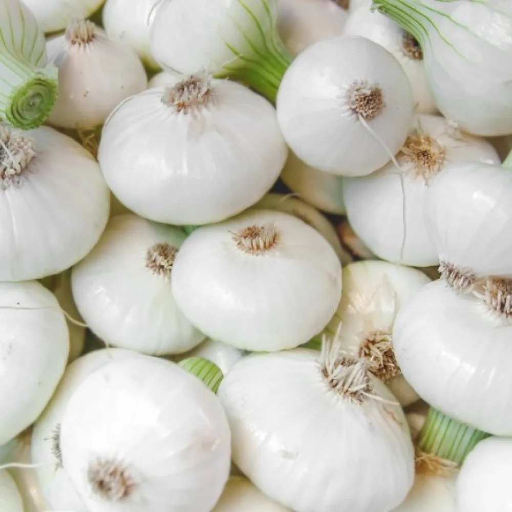 Matlök 'Bianca di Maggio'
