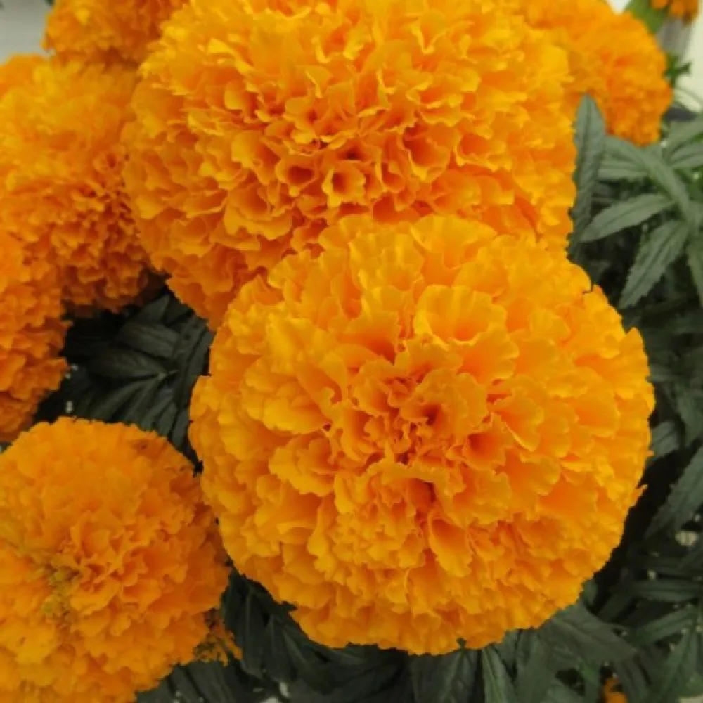 Afrikansk tagetes 'Sunshine'