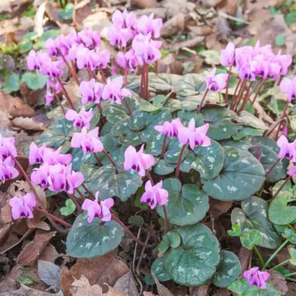 Vårcyklamen Cyclamen coum
