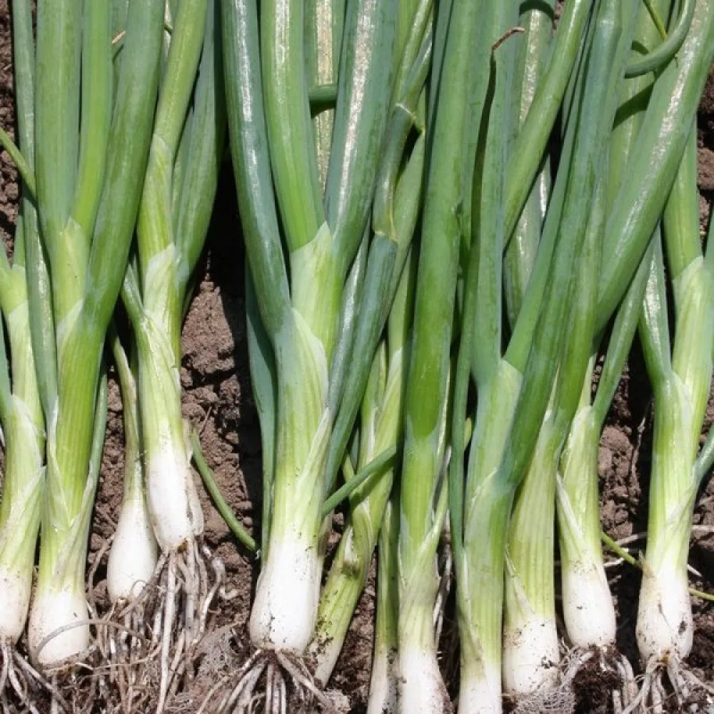 Salladslök 'Ishikura'