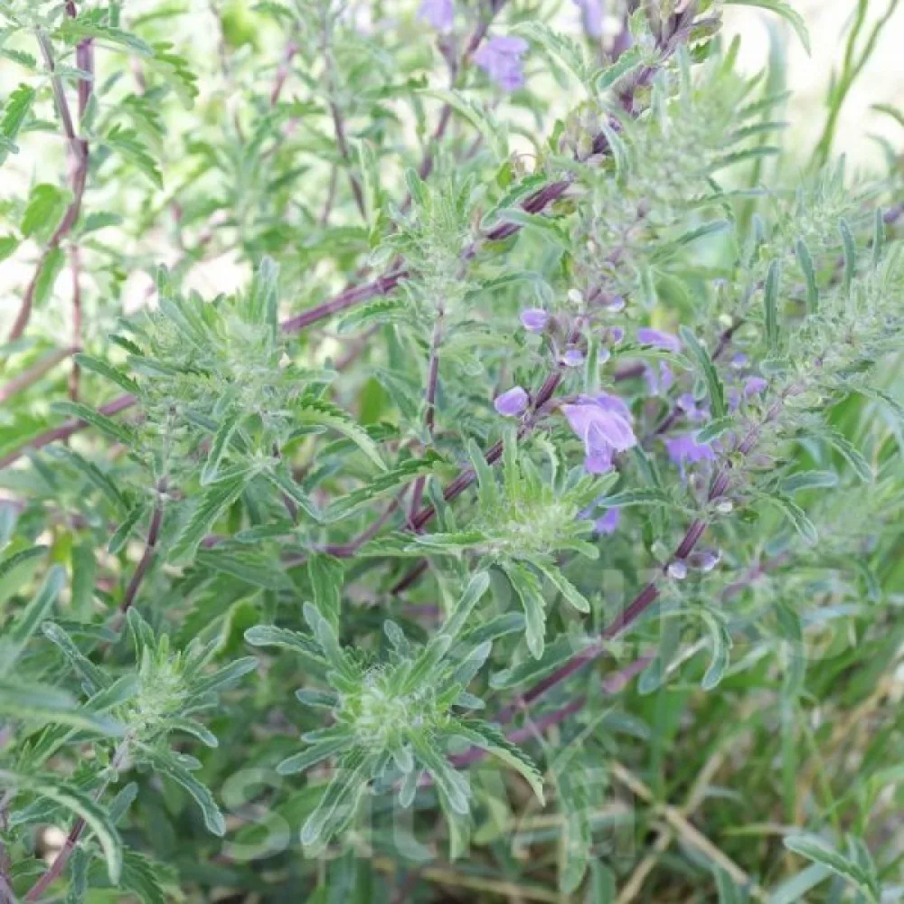 Drakblomma