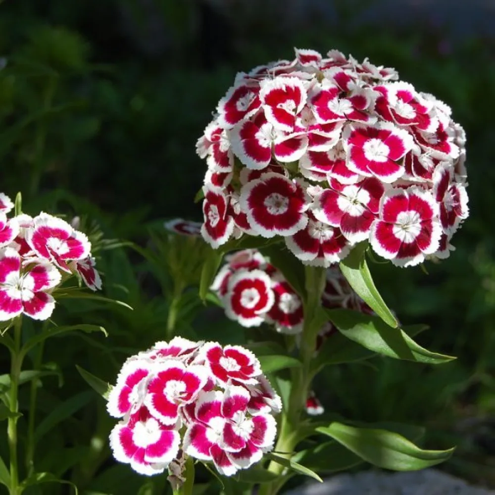 Borstnejlika 'Holborn Glory' – vit