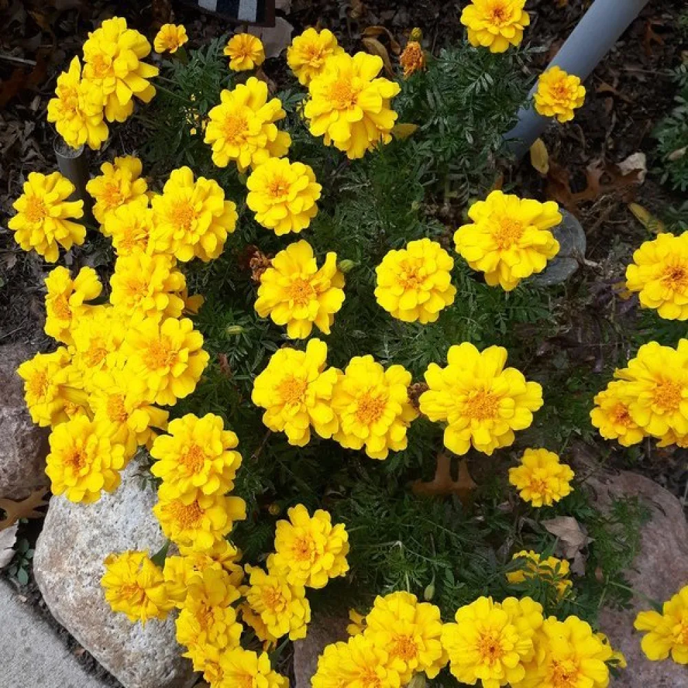 Fransk tagetes 'Yellow Jacket'